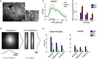 Visually Driven Neuropil Activity and Information Encoding in Mouse Primary Visual Cortex
